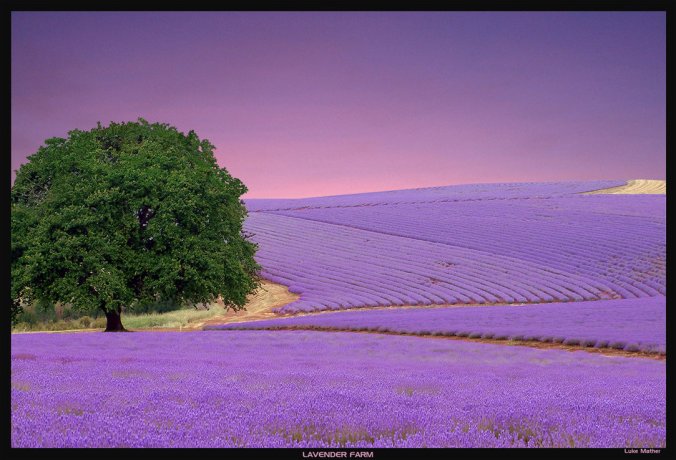 Lavender_Farm_2