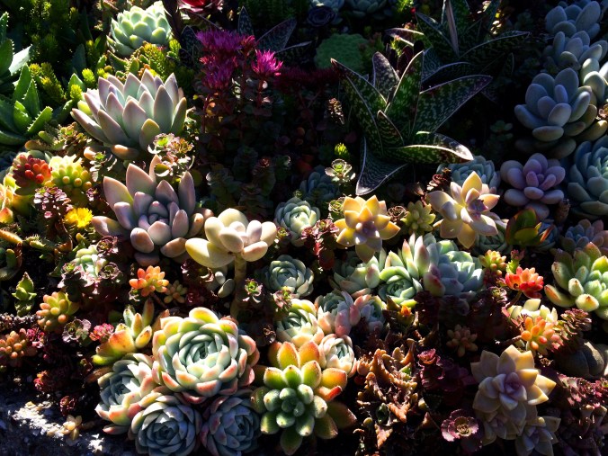 succulents 2
