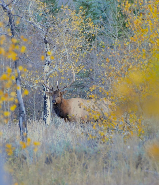 elk