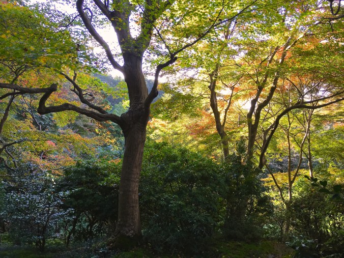 garden at rurakuin