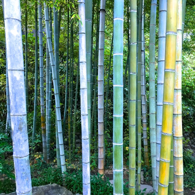 bamboo