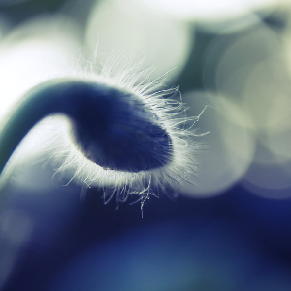 look_toward_the_light_by_aiae