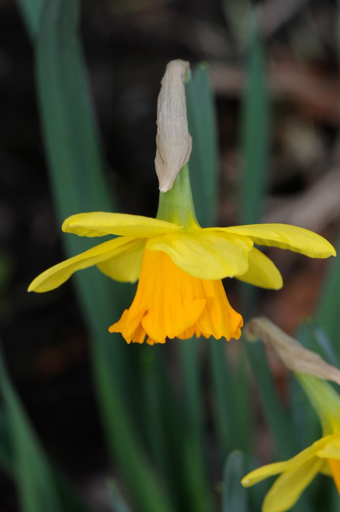 daffodil