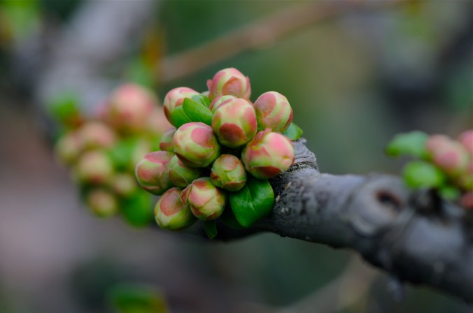 quince buds