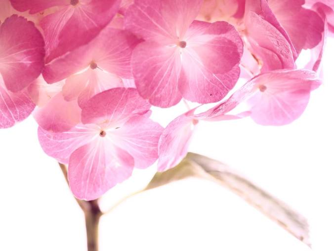 12321444_1094440040577460_2648709068244303470_n