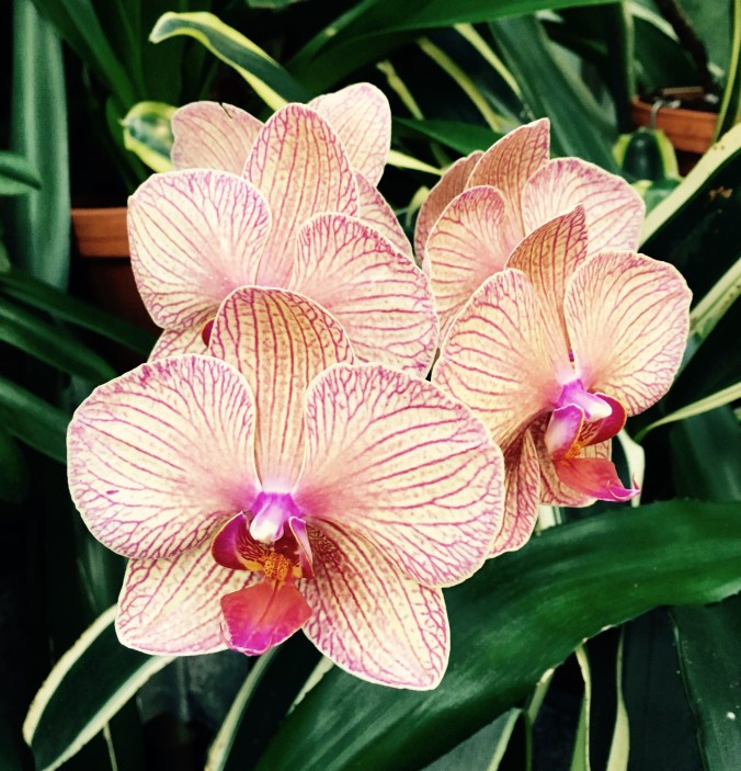 orchids