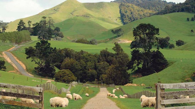 nz-sheep-farm
