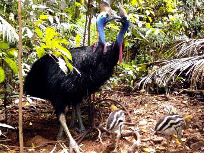 cassowary-3 (1)