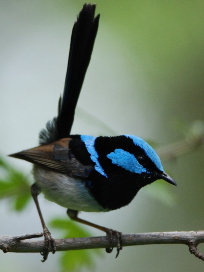fairy wren